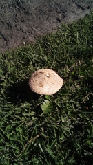 Macrolepiota zeyheri