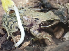 Rana temporaria