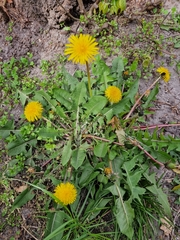 Taraxacum officinale