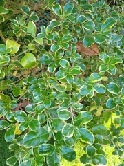 Coprosma repens
