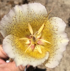 Calochortus weedii intermedius