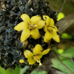 Molineria capitulata