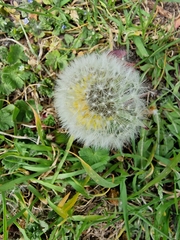 Taraxacum officinale