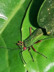 Paryphes