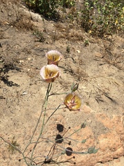 Calochortus weedii intermedius