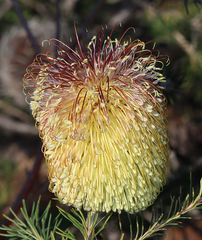 Banksia scabrella