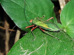 Paryphes