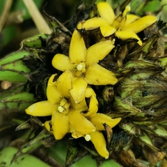 Molineria capitulata