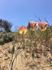 Calochortus weedii intermedius
