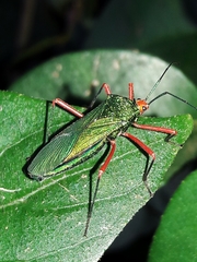 Paryphes