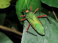 Paryphes