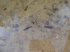 Anabolia
