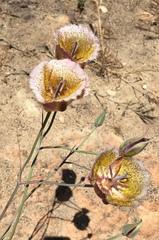 Calochortus weedii intermedius