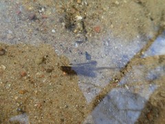 Anabolia