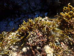 Bifurcariopsis capensis