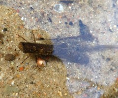 Anabolia