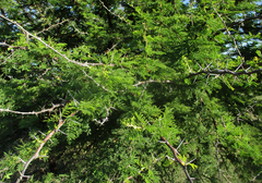 Acacia nilotica image