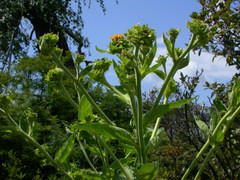 Inula royleana
