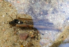 Anabolia