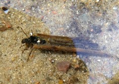 Anabolia