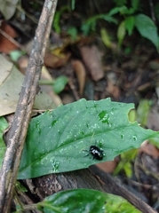 Chrysomelidae