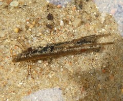 Anabolia