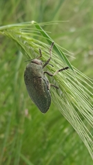 Julodis ehrenbergii