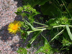 Inula royleana