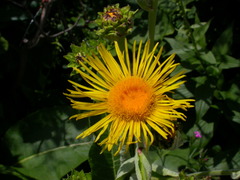 Inula royleana