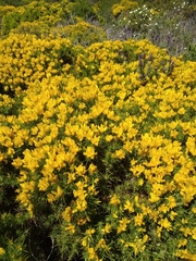 Ulex densus