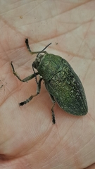 Julodis ehrenbergii