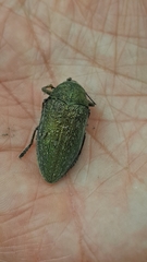 Julodis ehrenbergii