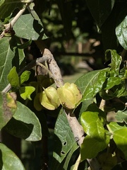 Magnoliopsida