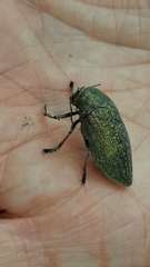 Julodis ehrenbergii