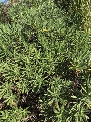 Lobostemon belliformis