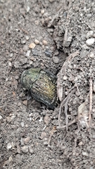 Julodis ehrenbergii