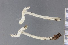 Leucoagaricus serenus