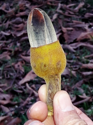 Pseudobombax tomentosum (Pseudobombax tomentosum)