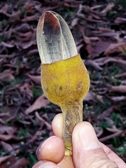 Pseudobombax longiflorum