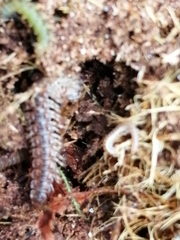 Polydesmus complanatus