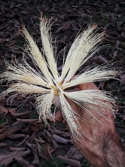 Pseudobombax longiflorum