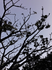 Pseudobombax longiflorum