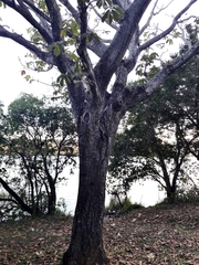 Pseudobombax longiflorum