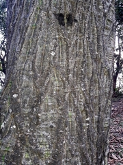 Pseudobombax longiflorum