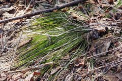 Carex longirostrata