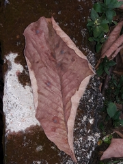 Pseudobombax longiflorum