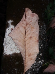 Pseudobombax longiflorum