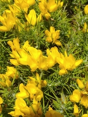 Ulex densus