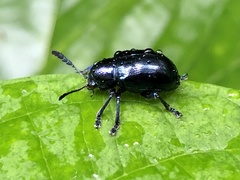 Platycorynus peregrinus