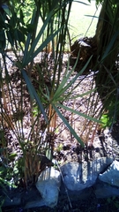 Cyperus textilis